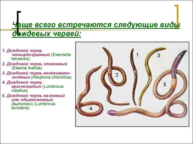Тип кольчатые черви строение. Покровы тела кольчатые черви 7 класс. Кольчатые покровы тела. Строение полости тела кольчатых червей. Кольчатые черви первичная полость тела.