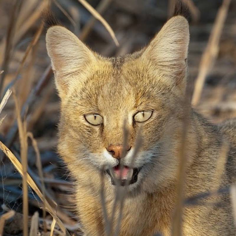 Амурский лесной кот