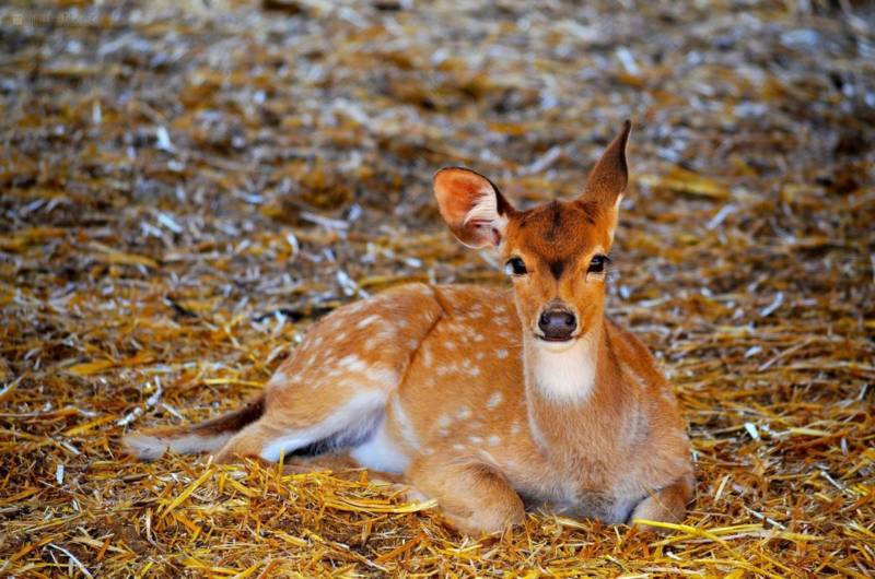Косуля (98 фото) - описание животного, где обитает, чем питается, как ...