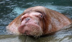 Морж (102 фото) - описание животного, размер, вес, красная книга
