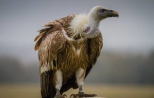 Гриф (75 фото) - описание птицы, виды, вес, внешний вид, чем питается ...