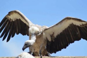 Гриф (75 фото) - описание птицы, виды, вес, внешний вид, чем питается ...