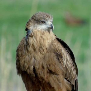 Коршун (88 фото): описание, как выглядит, голос, размеры и особенности ...
