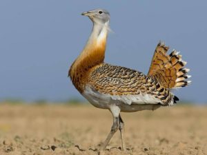 Дрофа (117 фото): семейство и описание большой степной птицы из красной ...