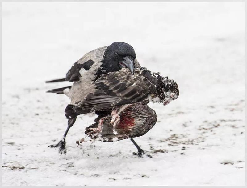 Вороны атаковали. Ворона клюет. Ворон атакует. Птица клюет.