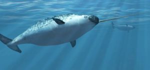 Нарвал (80 фото): описание морского млекопитающего хоботного животного ...