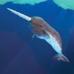 Нарвал (80 фото): описание морского млекопитающего хоботного животного ...