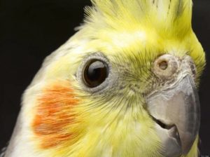Корелла (74 фото): описание, сколько живут домашние попугаи, которые ...
